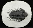 Spiny Comura Trilobite - Exceptional Specimen #38615-5